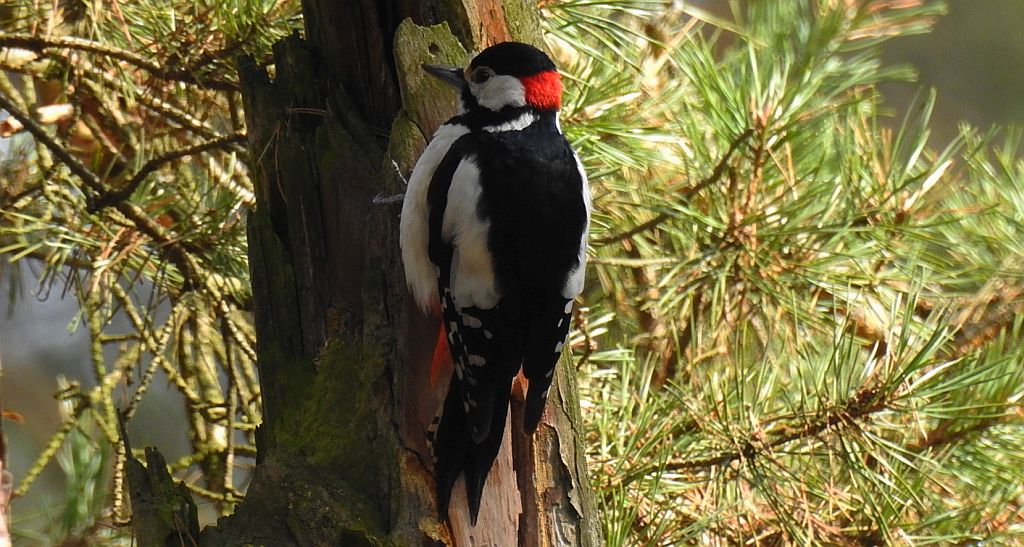 Dzięcioł duży, dzięcioł pstry większy (Dendrocopos major)