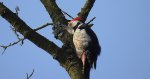 Dzięcioł średni (Dendrocopos medius)