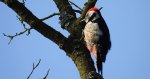 Dzięcioł średni (Dendrocopos medius)