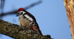 Dzięcioł średni (Dendrocopos medius)