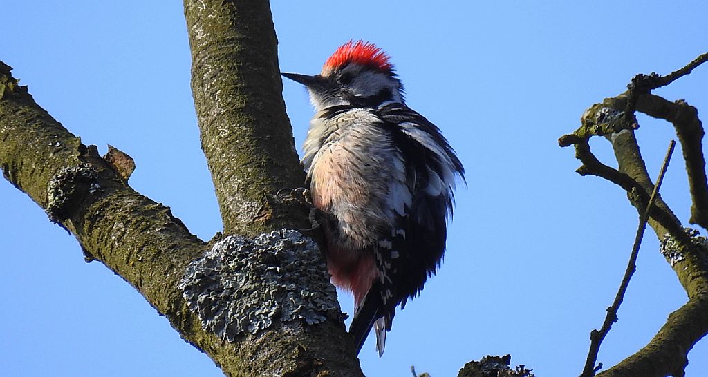 Dzięcioł średni (Dendrocopos medius)