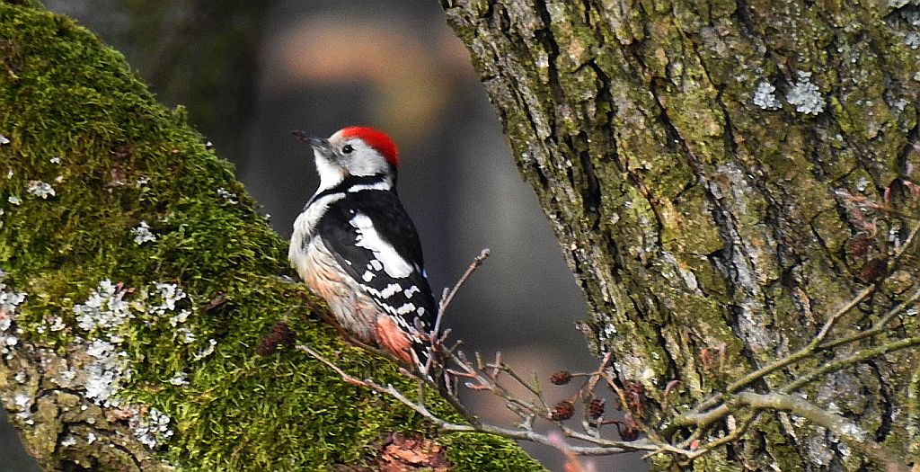 Dzięcioł średni (Dendrocopos medius)