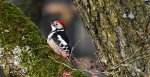 Dzięcioł średni (Dendrocopos medius)