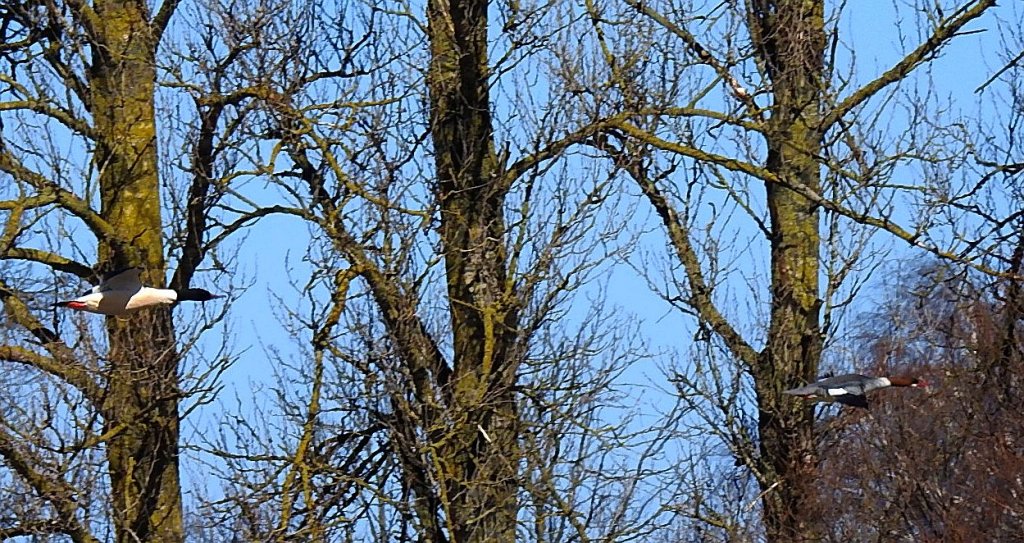 Nurogęś, tracz nurogęś (Mergus merganser)