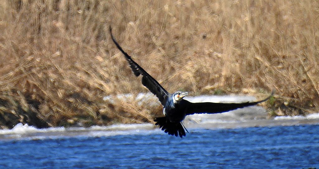 Kormoran zwyczajny, kormoran czarny (Phalacrocorax carbo)