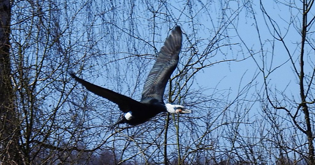 Kormoran zwyczajny, kormoran czarny (Phalacrocorax carbo)