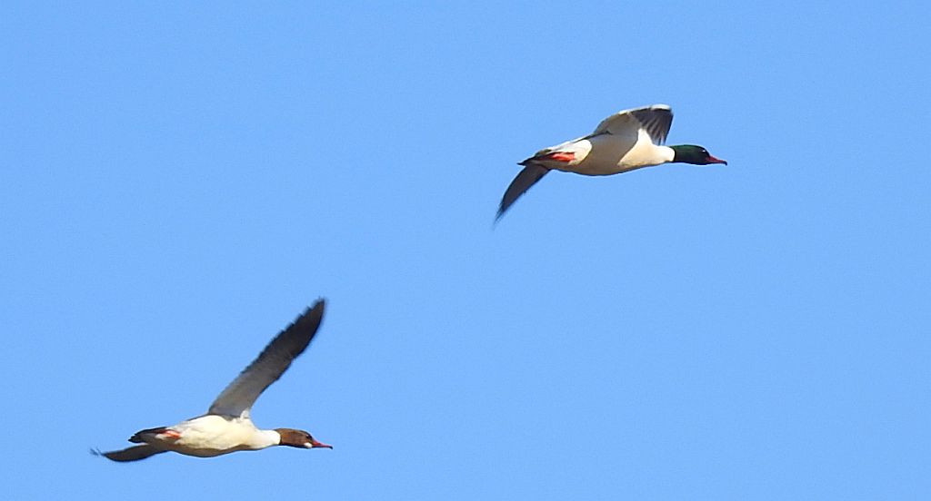 Nurogęś, tracz nurogęś (Mergus merganser)