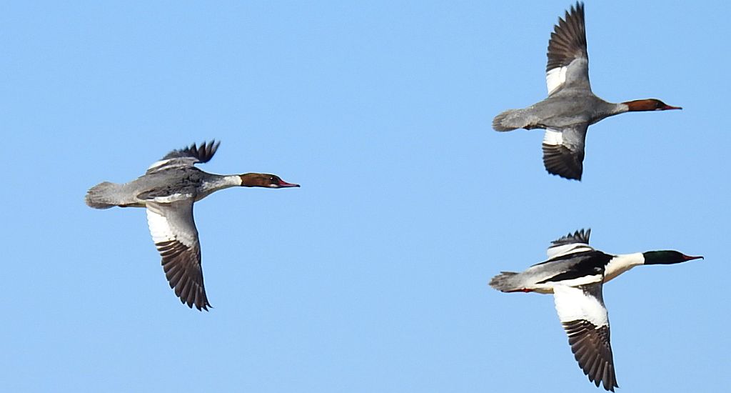 Nurogęś, tracz nurogęś (Mergus merganser)