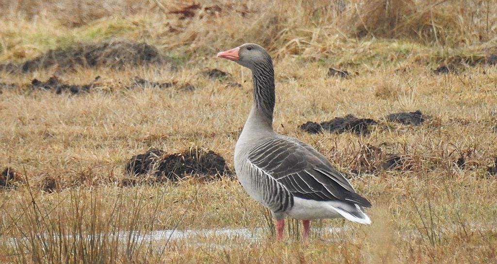 Gęgawa, gęś gęgawa (Anser anser)