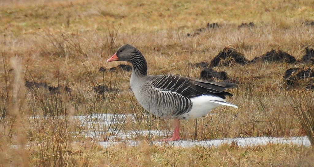 Gęgawa, gęś gęgawa (Anser anser)