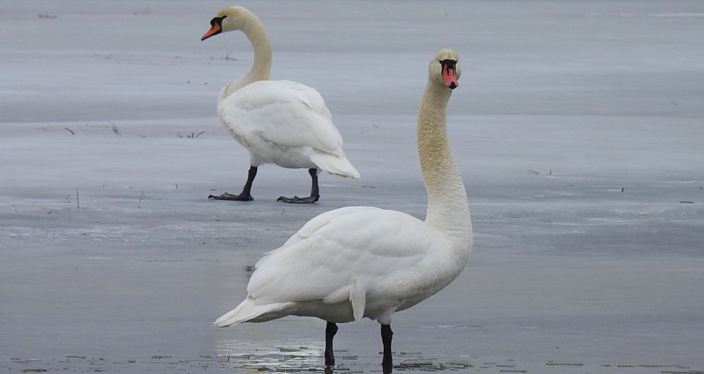 Łabędź niemy (Cygnus olor)
