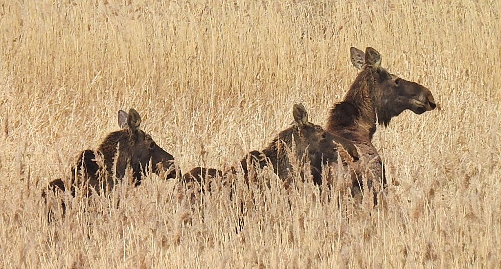 Łoś, łoś euroazjatycki (Alces alces)