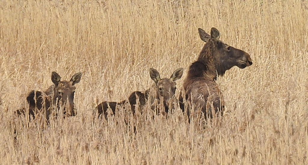 Łoś, łoś euroazjatycki (Alces alces)