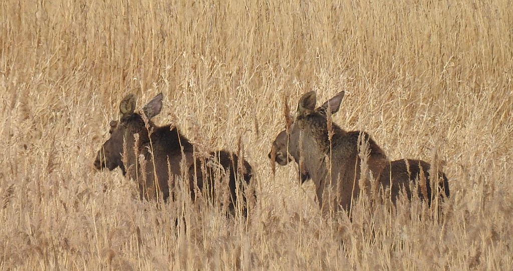 Łoś euroazjatycki (Alces alces)