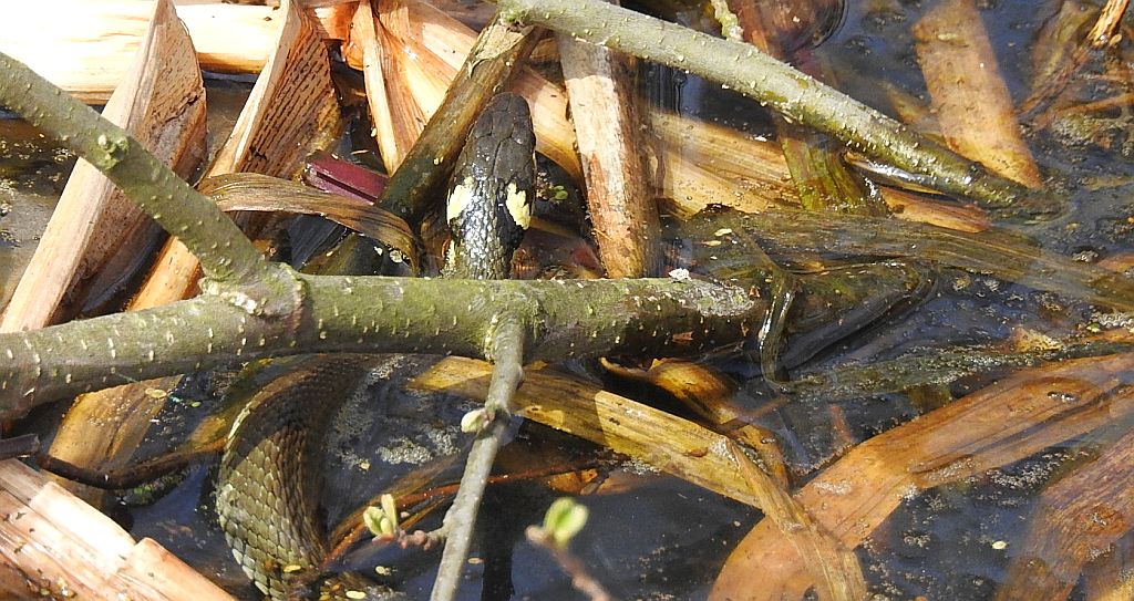 Zaskroniec zwyczajny (Natrix natrix)