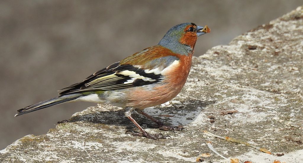 Zięba zwyczajna, zięba (Fringilla coelebs)