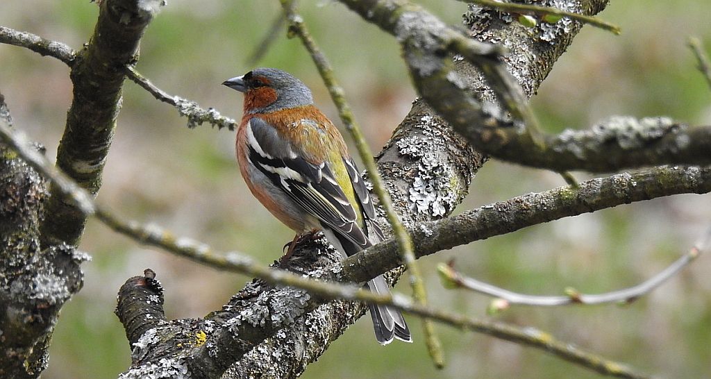 Zięba zwyczajna, zięba (Fringilla coelebs)