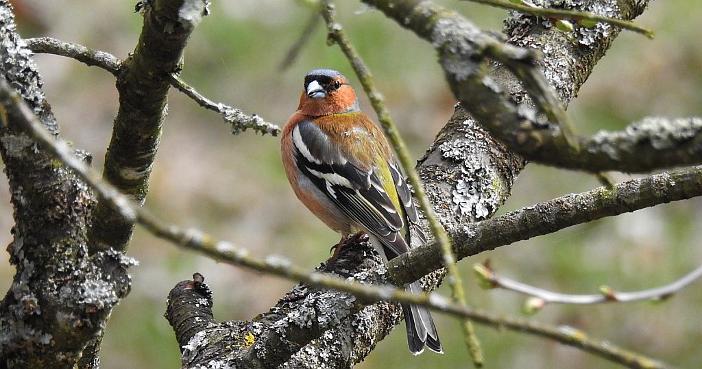 Zięba zwyczajna, zięba (Fringilla coelebs)