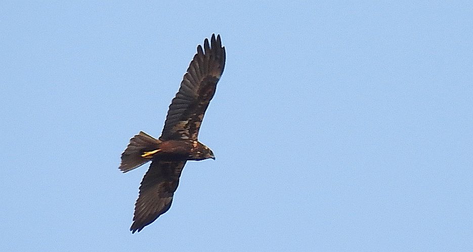 Błotniak stawowy (Circus aeruginosus)