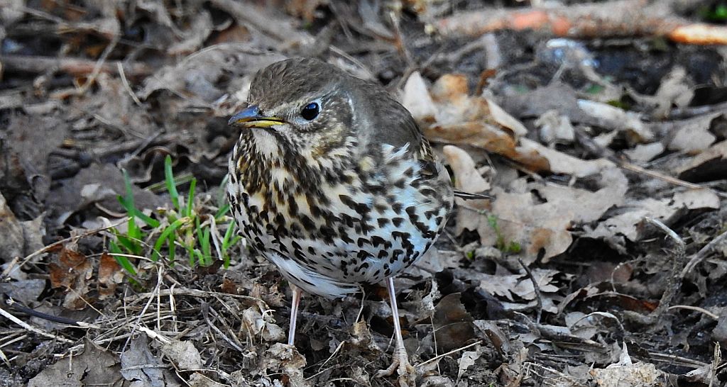 Drozd śpiewak, śpiewak (Turdus philomelos)
