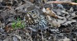 Drozd śpiewak, śpiewak (Turdus philomelos)