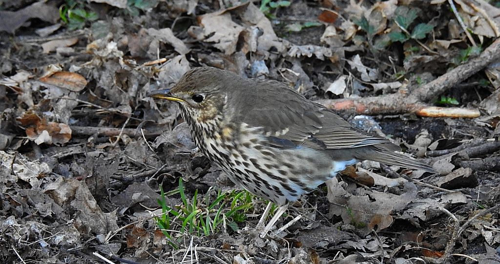 Drozd śpiewak, śpiewak (Turdus philomelos)