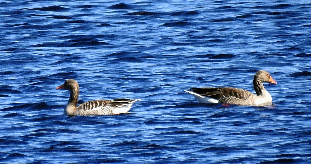 Gęgawa, gęś gęgawa (Anser anser)