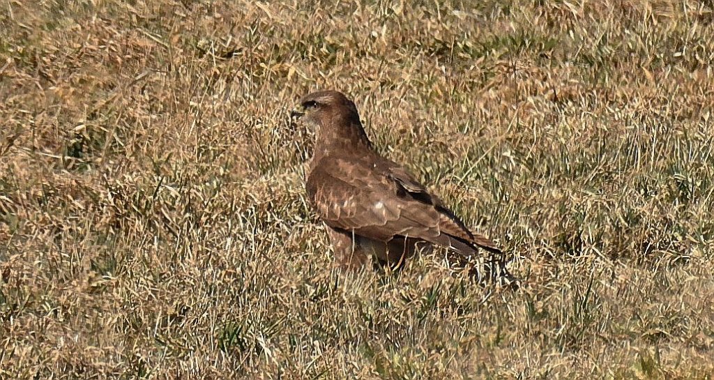 Myszołów zwyczajny, myszołów (Buteo buteo)