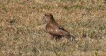 Myszołów zwyczajny, myszołów (Buteo buteo)
