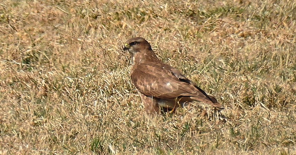 Myszołów zwyczajny, myszołów (Buteo buteo)