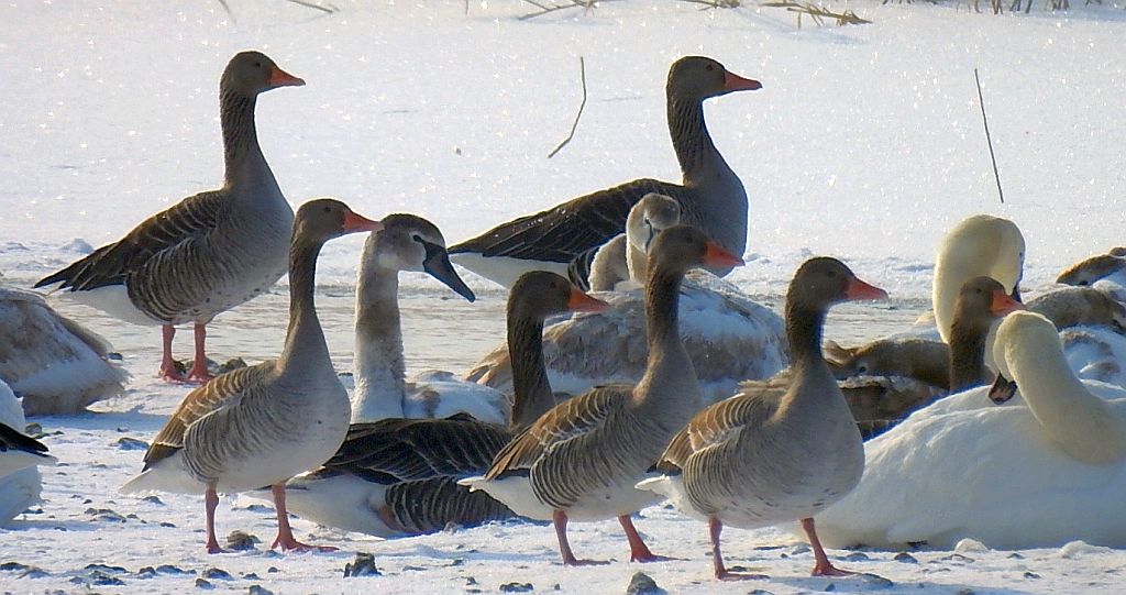 Gęgawa, gęś gęgawa (Anser anser), łabędź niemy (Cygnus olor)