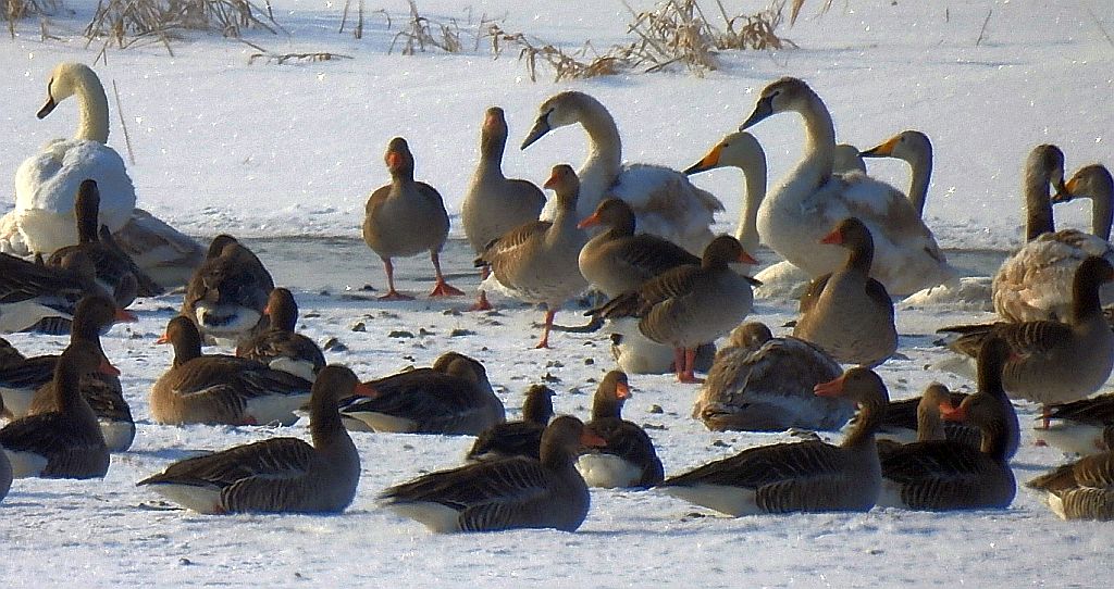 Gęgawa, gęś gęgawa (Anser anser), łabędź krzykliwy (Cygnus cygnus)