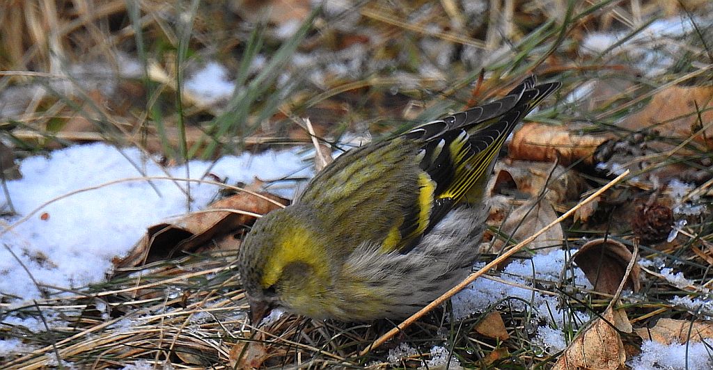 Czyż zwyczajny, czyż pospolity, czyżyk (Spinus spinus)