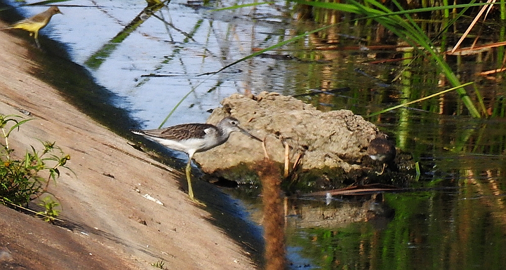 Kwokacz, brodziec kwokacz (Tringa nebularia)