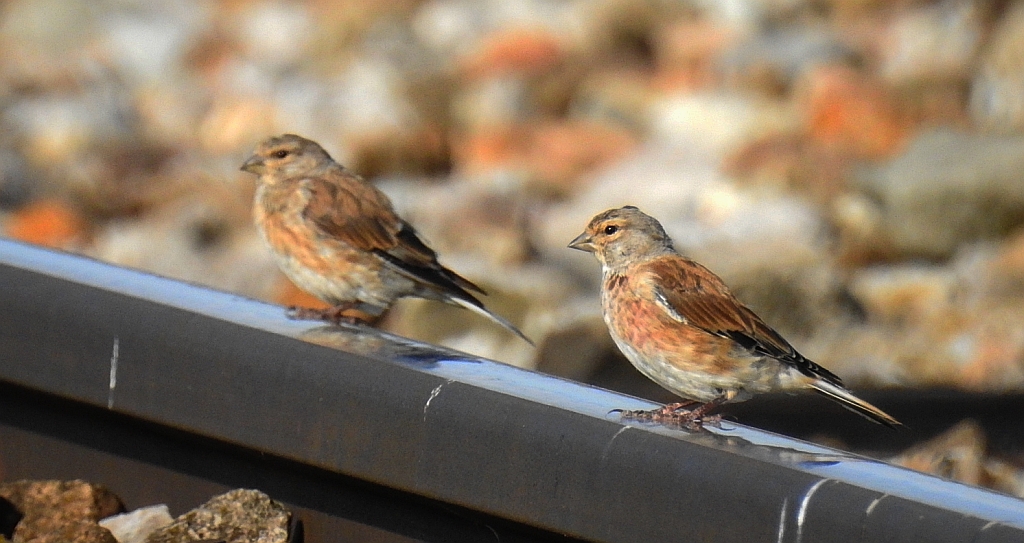 Makolągwa (Carduelis cannabina)