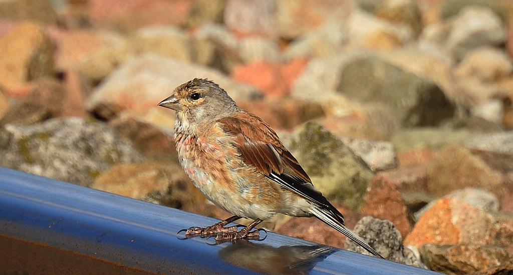 Makolągwa (Carduelis cannabina)