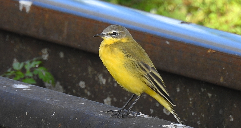 Pliszka żółta, wolarka (Motacilla flava)