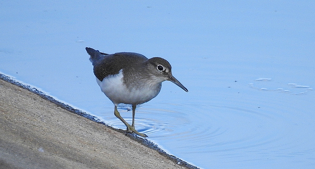 Brodziec piskliwy, brodziec krzykliwy, kuliczek piskliwy, piskliwiec (Actitis hypoleucos)