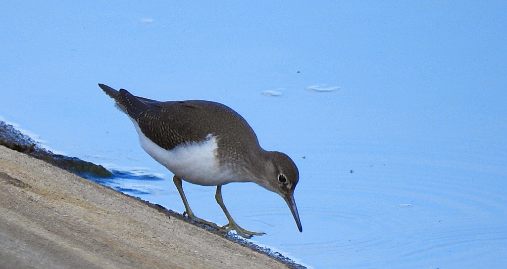 Brodziec piskliwy, brodziec krzykliwy, kuliczek piskliwy, piskliwiec (Actitis hypoleucos)