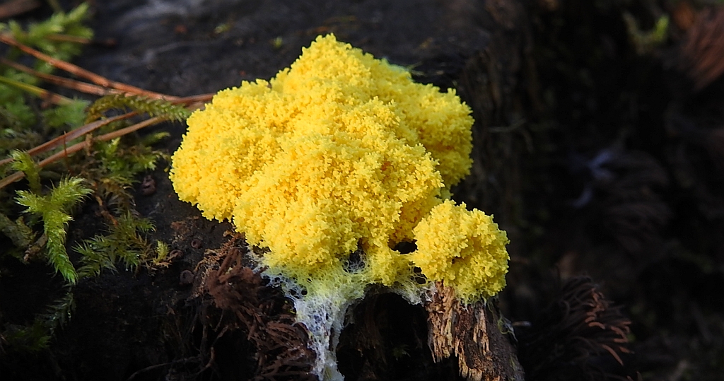 Wykwit piankowaty (Fuligo septica)