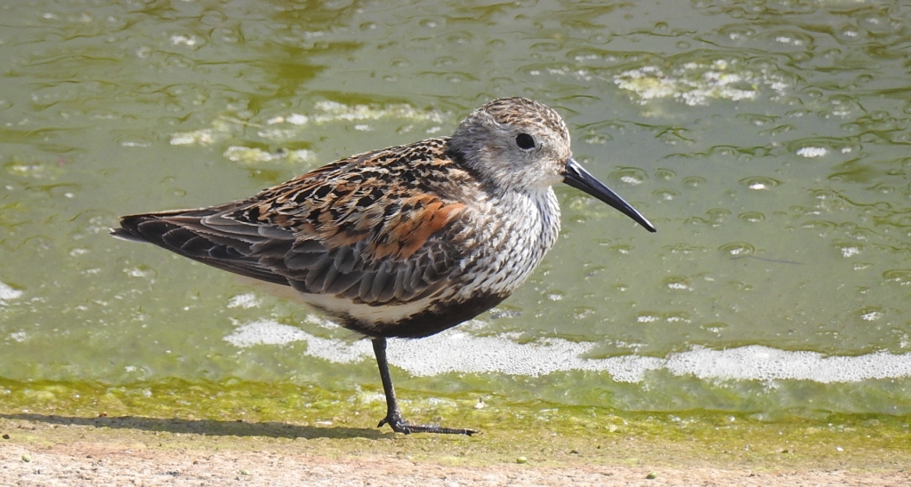 Biegus zmienny (Calidris alpina)