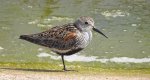 Biegus zmienny (Calidris alpina)