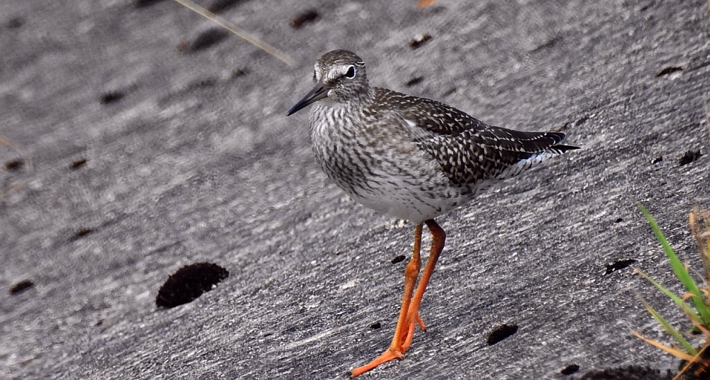 Krwawodziób, brodziec krwawodzioby (Tringa totanus)