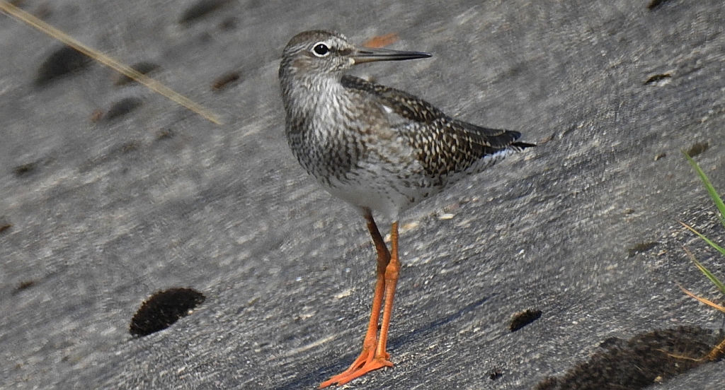 Krwawodziób, brodziec krwawodzioby (Tringa totanus)