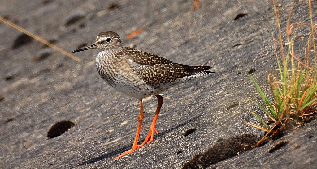 Krwawodziób, brodziec krwawodzioby (Tringa totanus)
