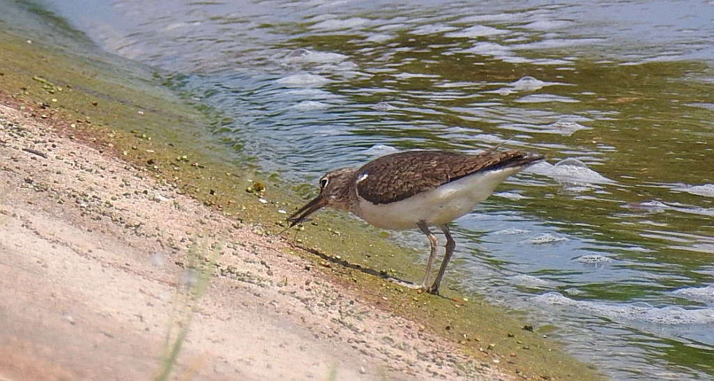 Brodziec piskliwy, brodziec krzykliwy, kuliczek piskliwy, piskliwiec (Actitis hypoleucos)
