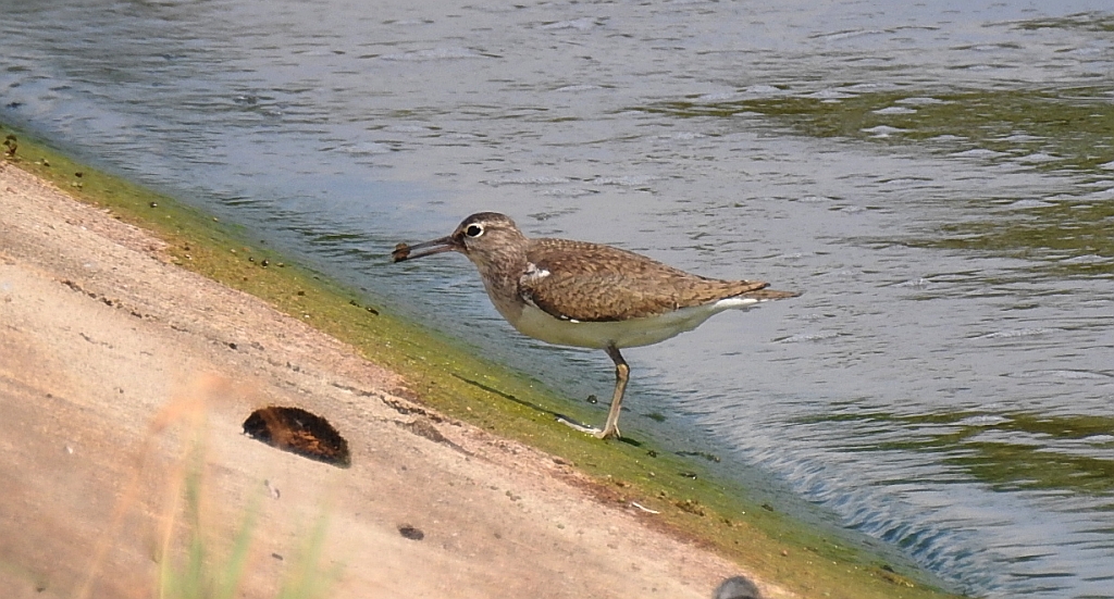 Brodziec piskliwy, brodziec krzykliwy, kuliczek piskliwy, piskliwiec (Actitis hypoleucos)