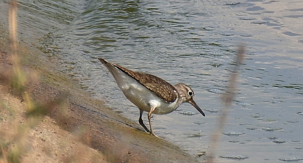 Brodziec piskliwy, brodziec krzykliwy, kuliczek piskliwy, piskliwiec (Actitis hypoleucos)