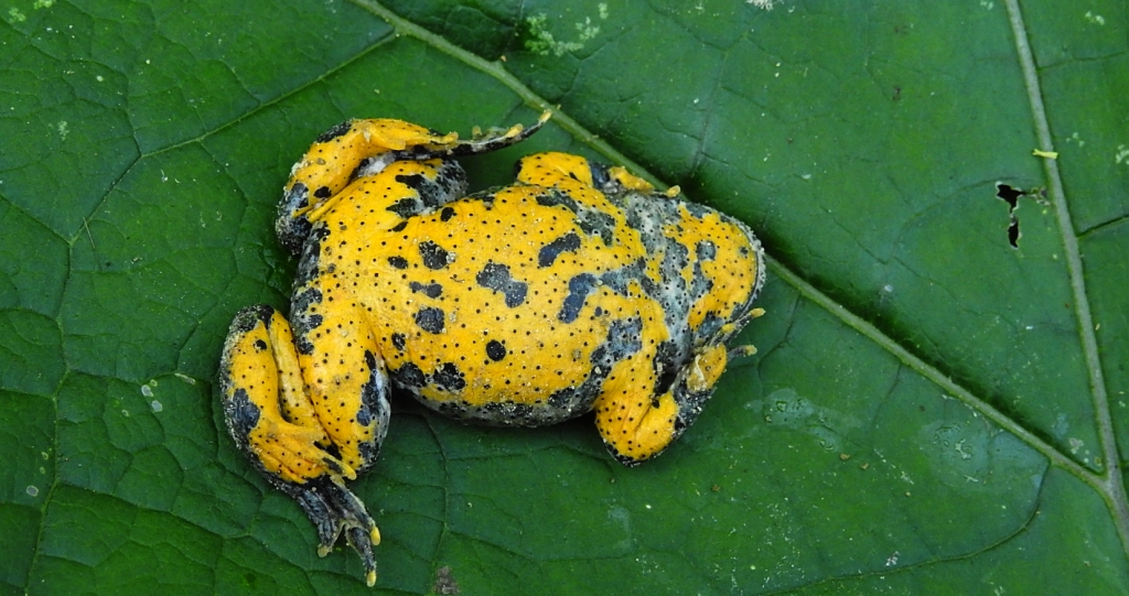 Kumak górski (Bombina variegata)