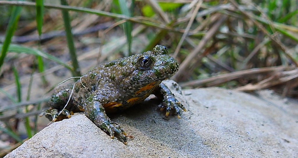 Kumak górski (Bombina variegata)